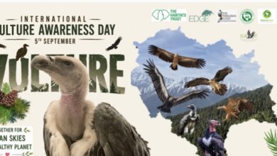 असर विशेष: प्रकृति के ‘सफाईकर्मी’ गिद्धों के संरक्षण की मुहिम