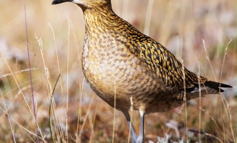 किन्नौर जिला, हिमाचल प्रदेश में पैसिफिक गोल्डन प्लोवर (Pluvialis fulva) का पहला अभिलेखित रिकॉर्ड.