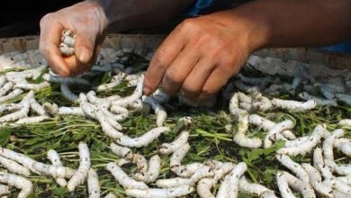 रेशम कीट पालन में आगे बढ़ा हिमाचल