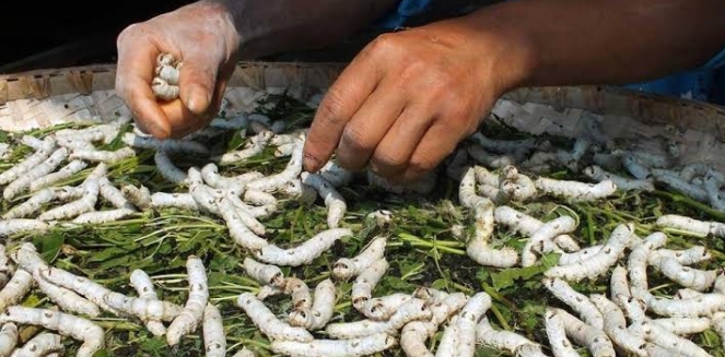 रेशम कीट पालन में आगे बढ़ा हिमाचल रेशम कीट पालन में आगे बढ़ा हिमाचल