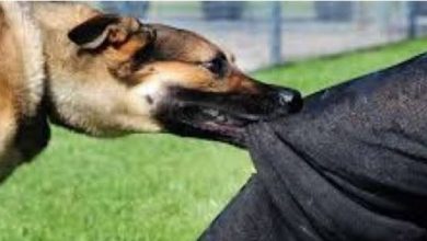 असर विशेष : गलियों के नहीं , आपके पालतू कुत्ते ज्यादा खतरनाक असर विशेष : गलियों के नहीं , आपके पालतू कुत्ते ज्यादा खतरनाक