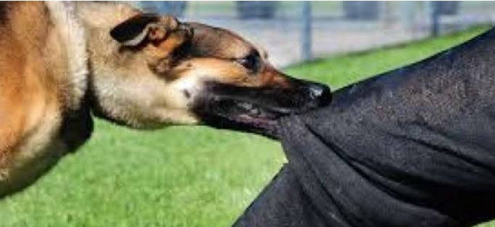 असर विशेष : गलियों के नहीं , आपके पालतू कुत्ते ज्यादा खतरनाक असर विशेष : गलियों के नहीं , आपके पालतू कुत्ते ज्यादा खतरनाक