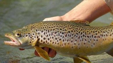 डेनमार्क से आयेंगे ट्राउट के अंडे