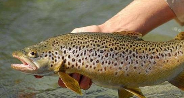 डेनमार्क से आयेंगे ट्राउट के अंडे डेनमार्क से आयेंगे ट्राउट के अंडे