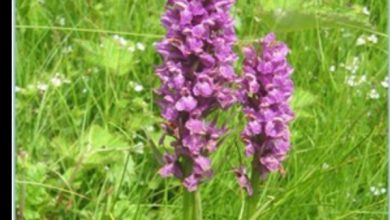 हिमाचल में औषधीय संसार…