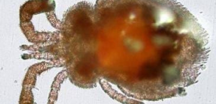 EXCLUSIVE: हिमाचल में अब स्क्रब टायफस का डंक EXCLUSIVE: हिमाचल में अब स्क्रब टायफस का डंक