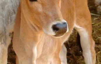 प्रदेश में 17407 बेसहारा गौवंश को मिलेगा आश्रय