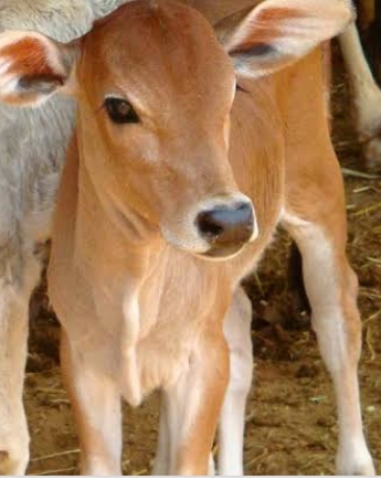 प्रदेश में 17407 बेसहारा गौवंश को मिलेगा आश्रय प्रदेश में 17407 बेसहारा गौवंश को मिलेगा आश्रय