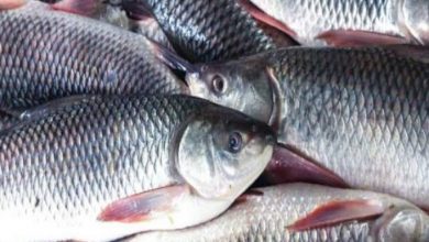 मत्स्य विभाग को वित्तीय वर्ष 2021-22 के लिए 49 करोड़ रुपये से अधिक की मंजूरी मिलने की उम्मीद मत्स्य विभाग को वित्तीय वर्ष 2021-22 के लिए 49 करोड़ रुपये से अधिक की मंजूरी मिलने की उम्मीद