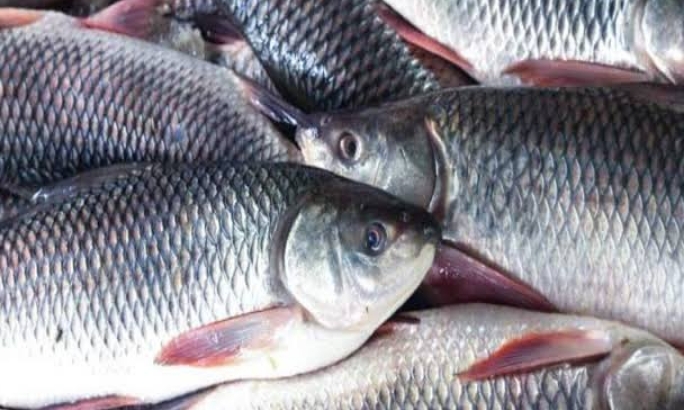 मत्स्य विभाग को वित्तीय वर्ष 2021-22 के लिए 49 करोड़ रुपये से अधिक की मंजूरी मिलने की उम्मीद