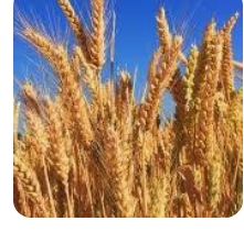 14300 मीट्रिक टन से अधिक गेहूं और चावल आवंटित