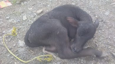 ढली  दोहरी  में भैंस का नवजात बच्चा छोड़ कर आरोपी फरार 