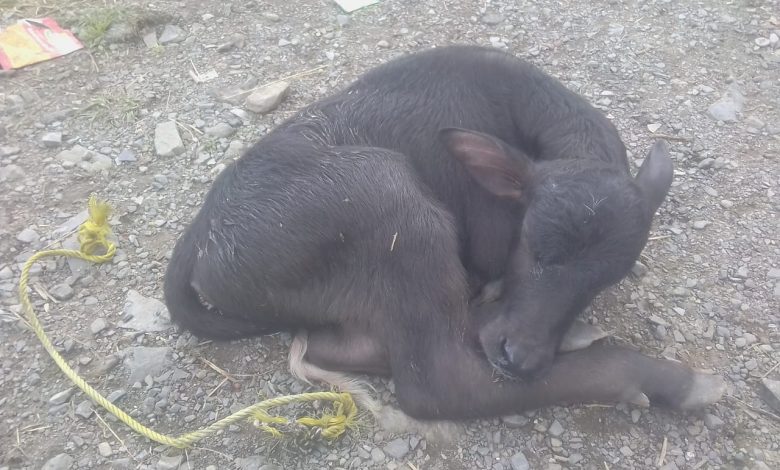 ढली  दोहरी  में भैंस का नवजात बच्चा छोड़ कर आरोपी फरार 