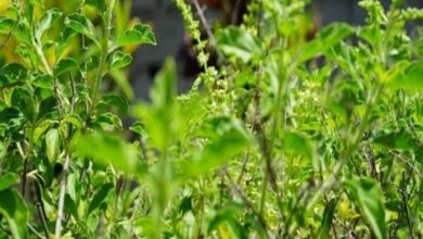 खास खबर : खस वैटीवर के रोपण से पहाड़ों पर हो रहे भूस्खलन को रोकना संभव खास खबर : खस वैटीवर के रोपण से पहाड़ों पर हो रहे भूस्खलन को रोकना संभव