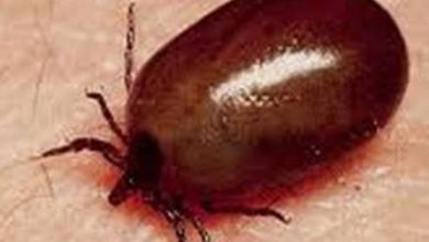 असर विशेष: शिमला , बिलासपुर में स्क्रब का सबसे ज्यादा डंक