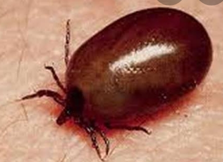 असर विशेष: शिमला , बिलासपुर में स्क्रब का सबसे ज्यादा डंक असर विशेष: शिमला , बिलासपुर में स्क्रब का सबसे ज्यादा डंक