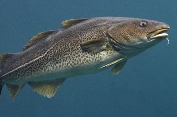 मत्स्य पालन के लिए केंद्र सरकार को 49.24 करोड़ रूपए का प्रस्ताव प्रस्तुत मत्स्य पालन के लिए केंद्र सरकार को 49.24 करोड़ रूपए का प्रस्ताव प्रस्तुत