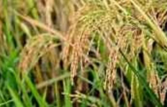 प्रदेश में किसानों से न्यूनतम समर्थन मूल्य पर होगी धान की खरीद प्रदेश में किसानों से न्यूनतम समर्थन मूल्य पर होगी धान की खरीद