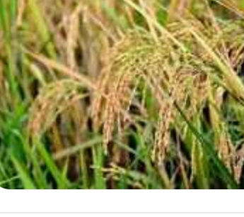 प्रदेश में किसानों से न्यूनतम समर्थन मूल्य पर होगी धान की खरीद