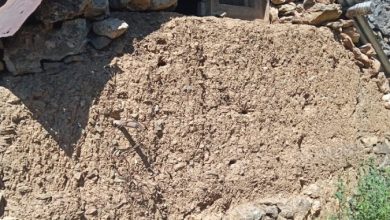 ग्राम पंचायत चनावग में तेंदुए, बाघ का आतंक ग्राम पंचायत चनावग में तेंदुए, बाघ का आतंक