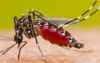 अलर्ट: हिमाचल में डेंगू का डंक अलर्ट: हिमाचल में डेंगू का डंक