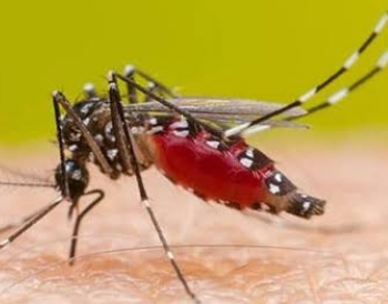 अलर्ट: हिमाचल में डेंगू का डंक अलर्ट: हिमाचल में डेंगू का डंक