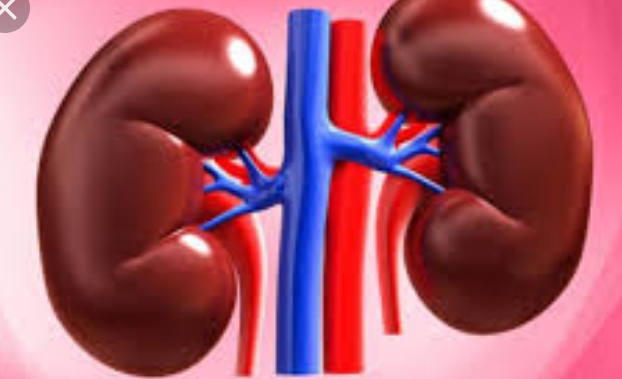 असर इंपैक्ट: अब सात माह के लंबे समय के बाद महिला का आईजीएमसी निकालेगा किडनी स्टोन असर इंपैक्ट: अब सात माह के लंबे समय के बाद महिला का आईजीएमसी निकालेगा किडनी स्टोन