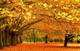 आ रहा शरद— आ रहा शरद—