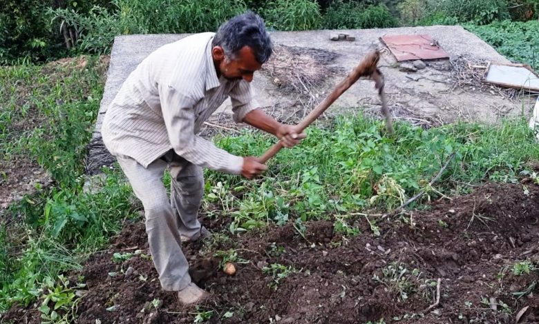 हिमाचल में ये हैं पारंपरिक खेती की तस्वीर हिमाचल में ये हैं पारंपरिक खेती की तस्वीर
