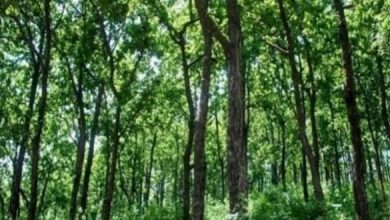 द स्पेल ऑफ पर्पल” महिलाओं के हौसले का जश्न मनाती है : निर्देशक प्राची बजानिया