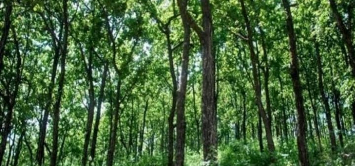 द स्पेल ऑफ पर्पल” महिलाओं के हौसले का जश्न मनाती है : निर्देशक प्राची बजानिया