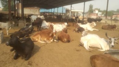 हिमाचल के हर जिले  में स्थापित होंगे गौ विज्ञान केन्द्र