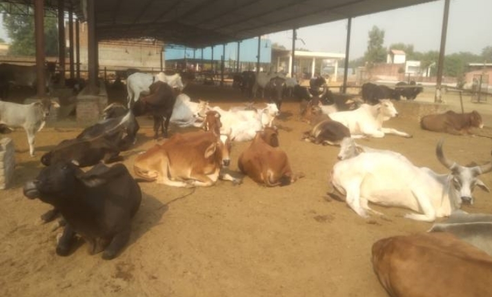 हिमाचल के हर जिले  में स्थापित होंगे गौ विज्ञान केन्द्र