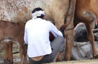 कामधेनु हितकारी मंच, नम्होल को सर्वश्रेष्ठ दुग्ध सहकारी समिति के रूप में गोपल रत्न पुरस्कार के लिए चयन