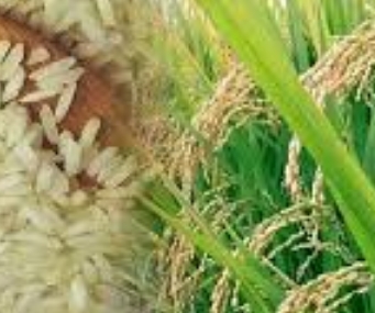 प्रधानमंत्री गरीब कल्याण अन्न योजना के तहत हिमाचल प्रदेश के लिए 14322 मीट्रिक टन गेहूं और चावल आवंटित प्रधानमंत्री गरीब कल्याण अन्न योजना के तहत हिमाचल प्रदेश के लिए 14322 मीट्रिक टन गेहूं और चावल आवंटित