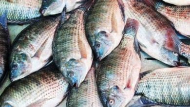 प्रधानमंत्री मत्स्य संपदा योजना के तहत केंद्र सरकार को 49.24 करोड़ रूपए के प्रस्ताव प्रस्तुत