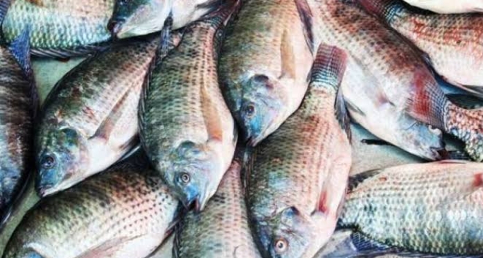 प्रधानमंत्री मत्स्य संपदा योजना के तहत केंद्र सरकार को 49.24 करोड़ रूपए के प्रस्ताव प्रस्तुत प्रधानमंत्री मत्स्य संपदा योजना के तहत केंद्र सरकार को 49.24 करोड़ रूपए के प्रस्ताव प्रस्तुत