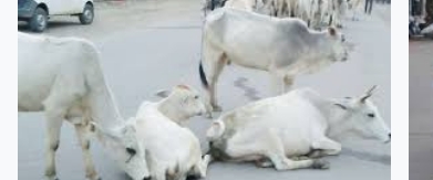 प्रदेश की सड़कों को बेसहारा गौवंश मुक्त कर दिया जाएगा