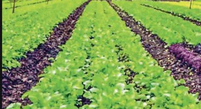 पारम्परिक आयुर्वेदिक चिकित्सा पद्धति को दें बढ़ावा पारम्परिक आयुर्वेदिक चिकित्सा पद्धति को दें बढ़ावा