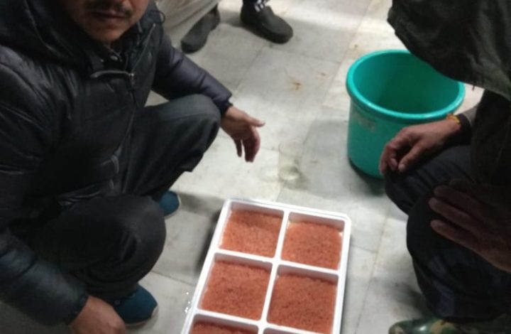 हिमाचली ट्राउट मच्छली से हिमाचल प्रदेश मत्स्य पालन में मानचित्र पर उभरा