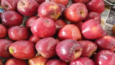 Photo of खास खबर : विदेशों से आयातित सेब के पौधों में वायरस के खतरे की चिंता
