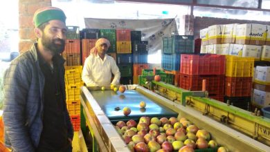 Photo of खास खबर: 24 किलोग्राम की पेटी से बागवानों को मिल रहे बेहतर दाम, सेब की गुणवत्ता भी रहती है बरकरार
