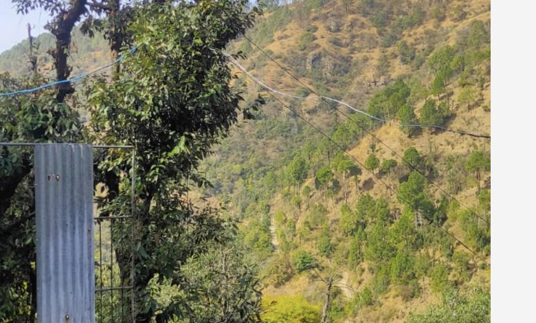 ख़तरा: पेड़ों से बांध डाली बिजली की तारें