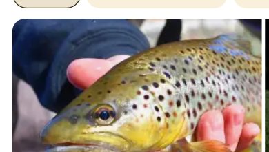 हिमाचल प्रदेश उच्च गुणवत्ता वाले रेनबो ट्राउट के आंख वाले अंडों के निर्यात में अग्रणी