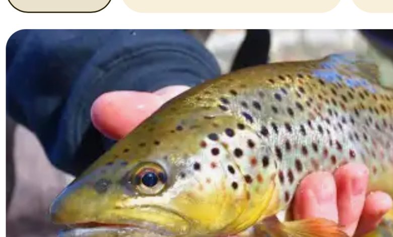 हिमाचल प्रदेश उच्च गुणवत्ता वाले रेनबो ट्राउट के आंख वाले अंडों के निर्यात में अग्रणी