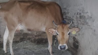 बेसहारा गौवंश की देखभाल को मिला सहारा चारा अनुदान राशि 1200 रुपये करने का निर्णय