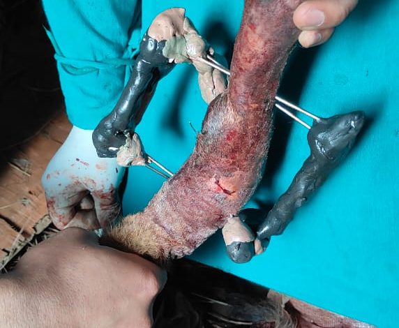 शिमला में 5 एंबुलेंस ने तय किए 70 हजार किमी, गांव-गांव पहुंच रही पशु चिकित्सा सेवा शिमला में 5 एंबुलेंस ने तय किए 70 हजार किमी, गांव-गांव पहुंच रही पशु चिकित्सा सेवा