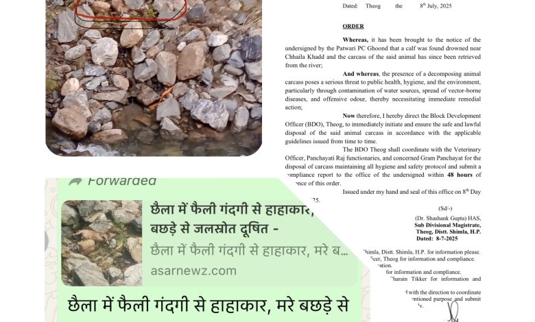 ASAR IMPACT : छैला खड्ड में बछड़े का शव मिलने से मचा हड़कंप, 48 घंटे में एक्शन का आदेश! ASAR IMPACT : छैला खड्ड में बछड़े का शव मिलने से मचा हड़कंप, 48 घंटे में एक्शन का आदेश!