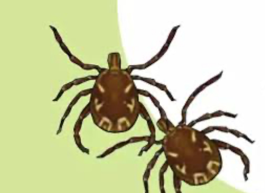 अलर्ट: हिमाचल में स्क्रब टायफस का खतरा बढ़ा अलर्ट: हिमाचल में स्क्रब टायफस का खतरा बढ़ा