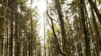 प्रकृति के संरक्षण के साथ पर्यटन को मिल रहा बल